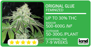 The Evolution of Cannabis Exploring the Future 1 Strain The Evolution of Cannabis Exploring the Future 1 Strain