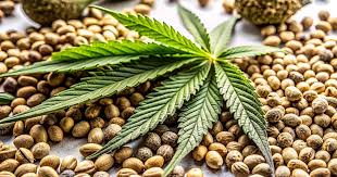 The Evolution of Cannabis Exploring the Future 1 Strain The Evolution of Cannabis Exploring the Future 1 Strain
